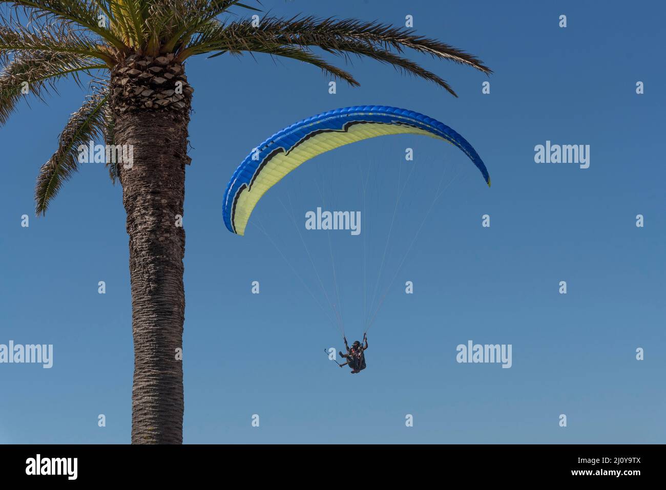 Kapstadt, Südafrika. 2022. Drachenflieger Pilot und Passagier machen Selfie-Bilder umrahmt von einer Palme. Stockfoto