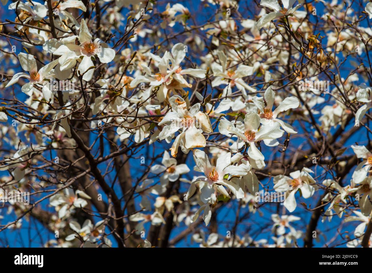 Der Frühling kommt. Magnolia weiße Blüten als natürlicher Hintergrund Stockfoto