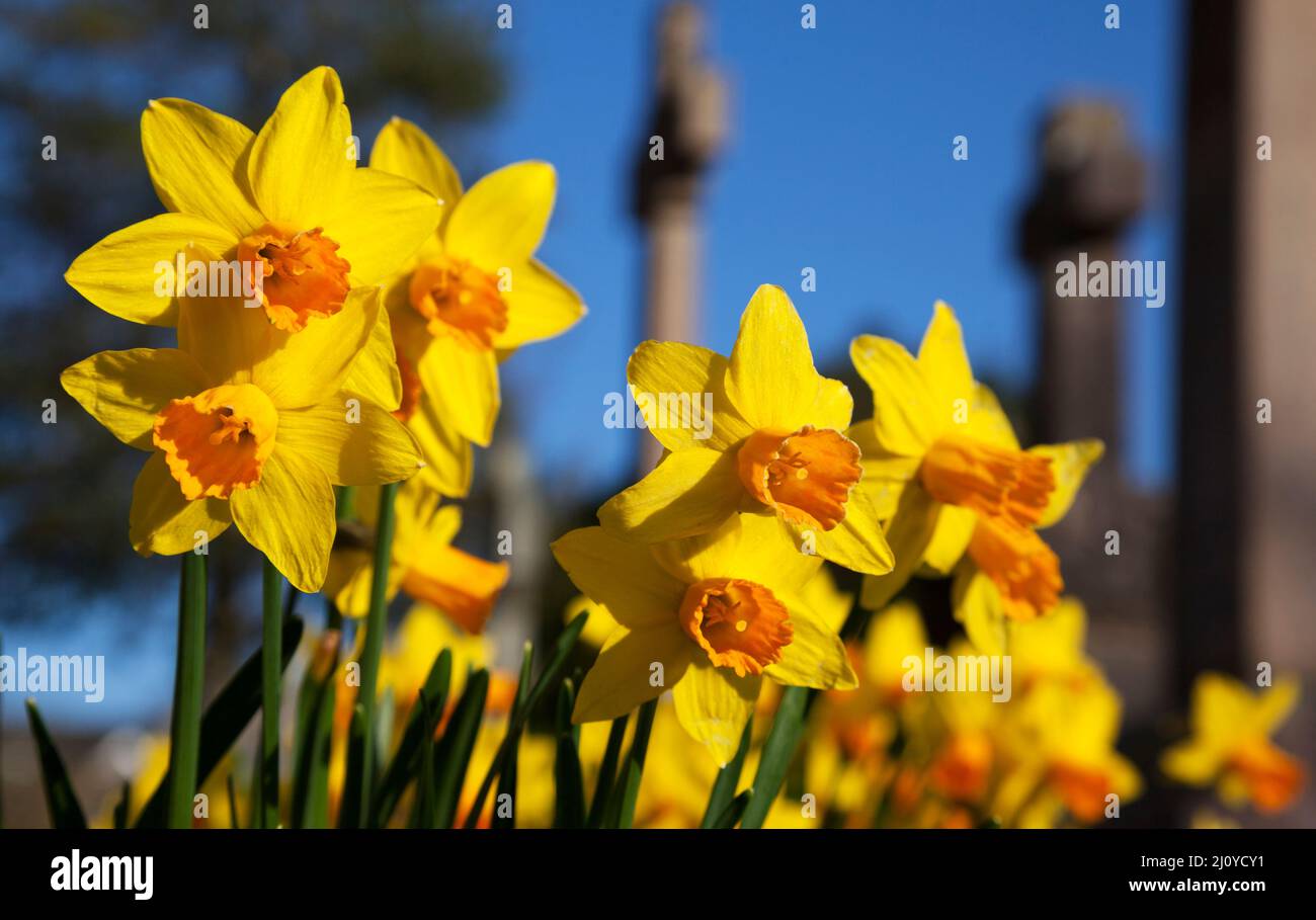 Daffodil - Narcissus Jetfire Stockfoto