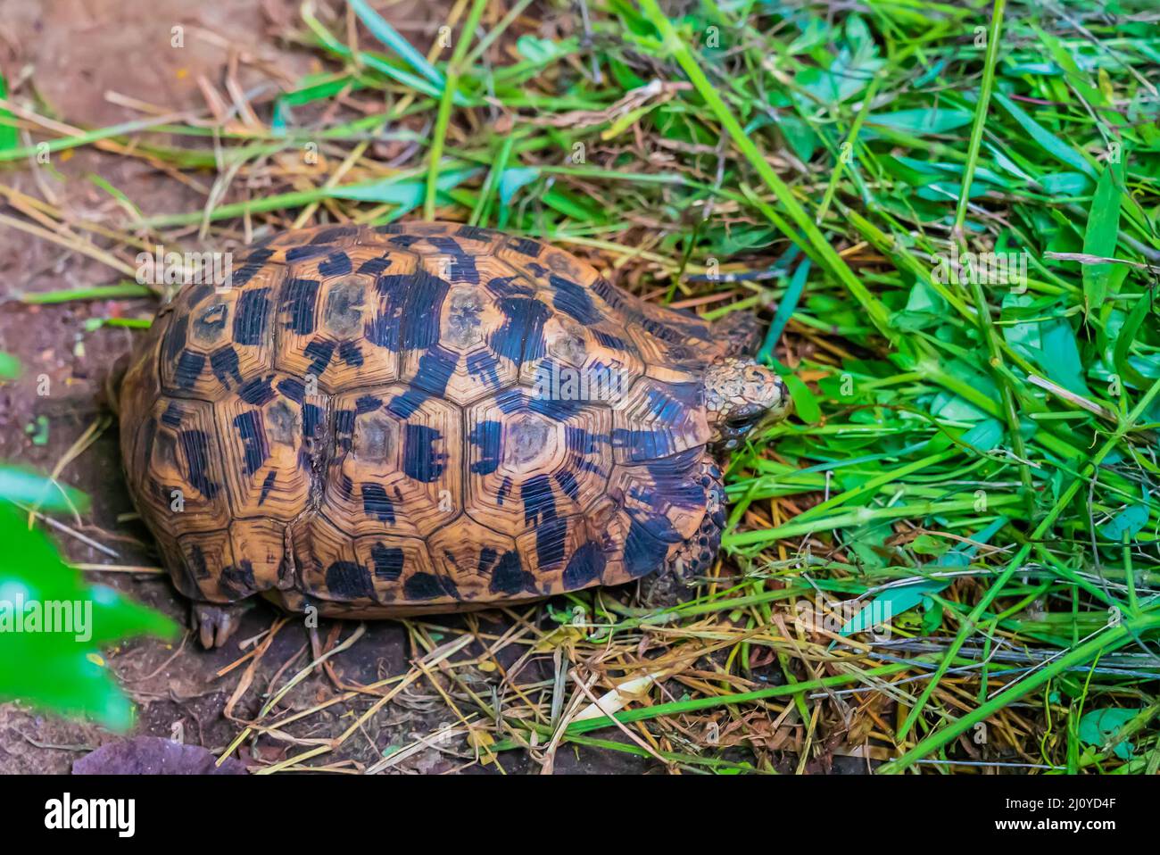 Kleine Babyschildkröte in der Natur. Sansibar, Tansania Stockfoto