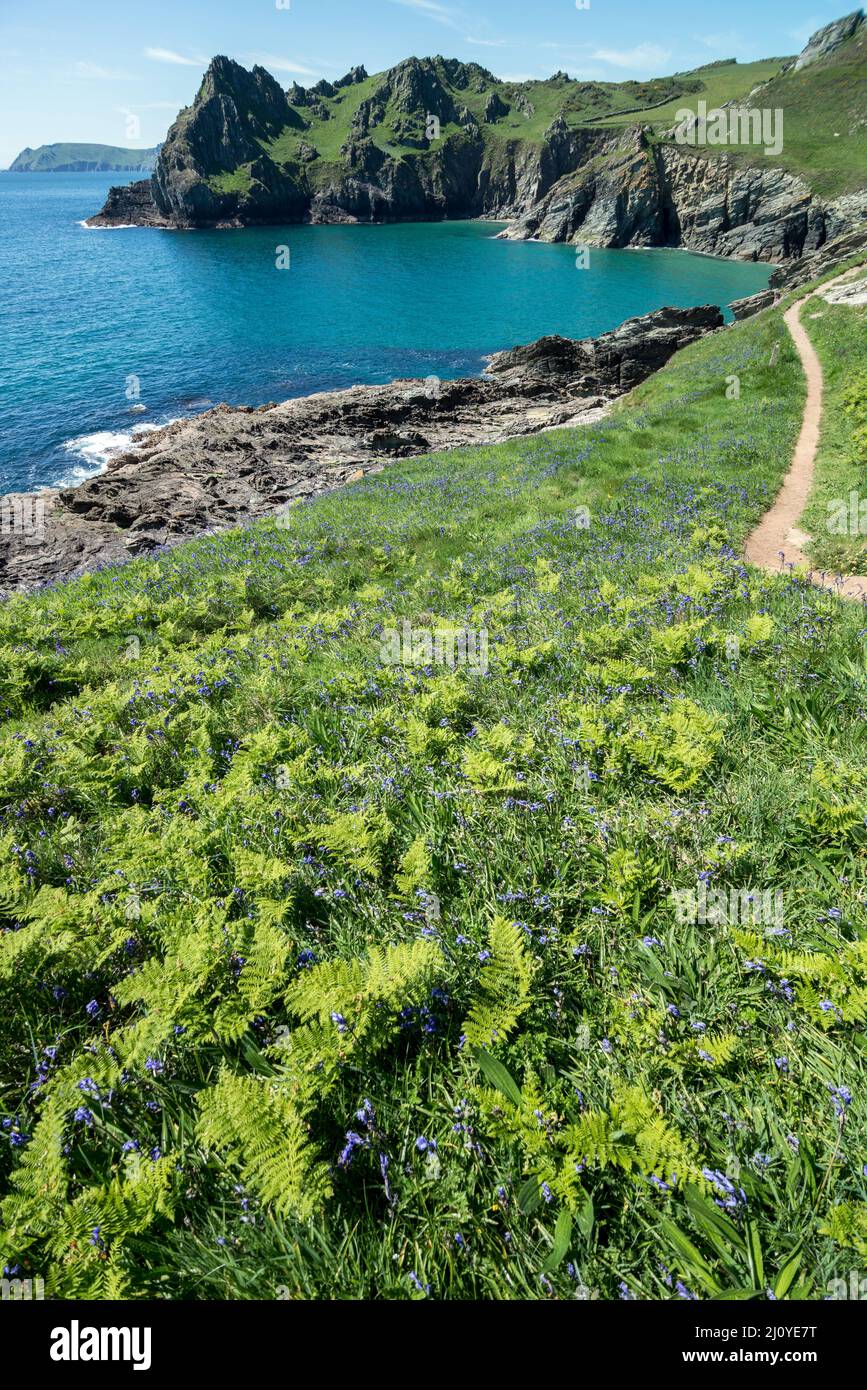 Großbritannien, England, Devonshire. South West Coastal Path Gammon Fahren Sie in der Nähe von East Prawle. Bluebells in Blüte. Stockfoto