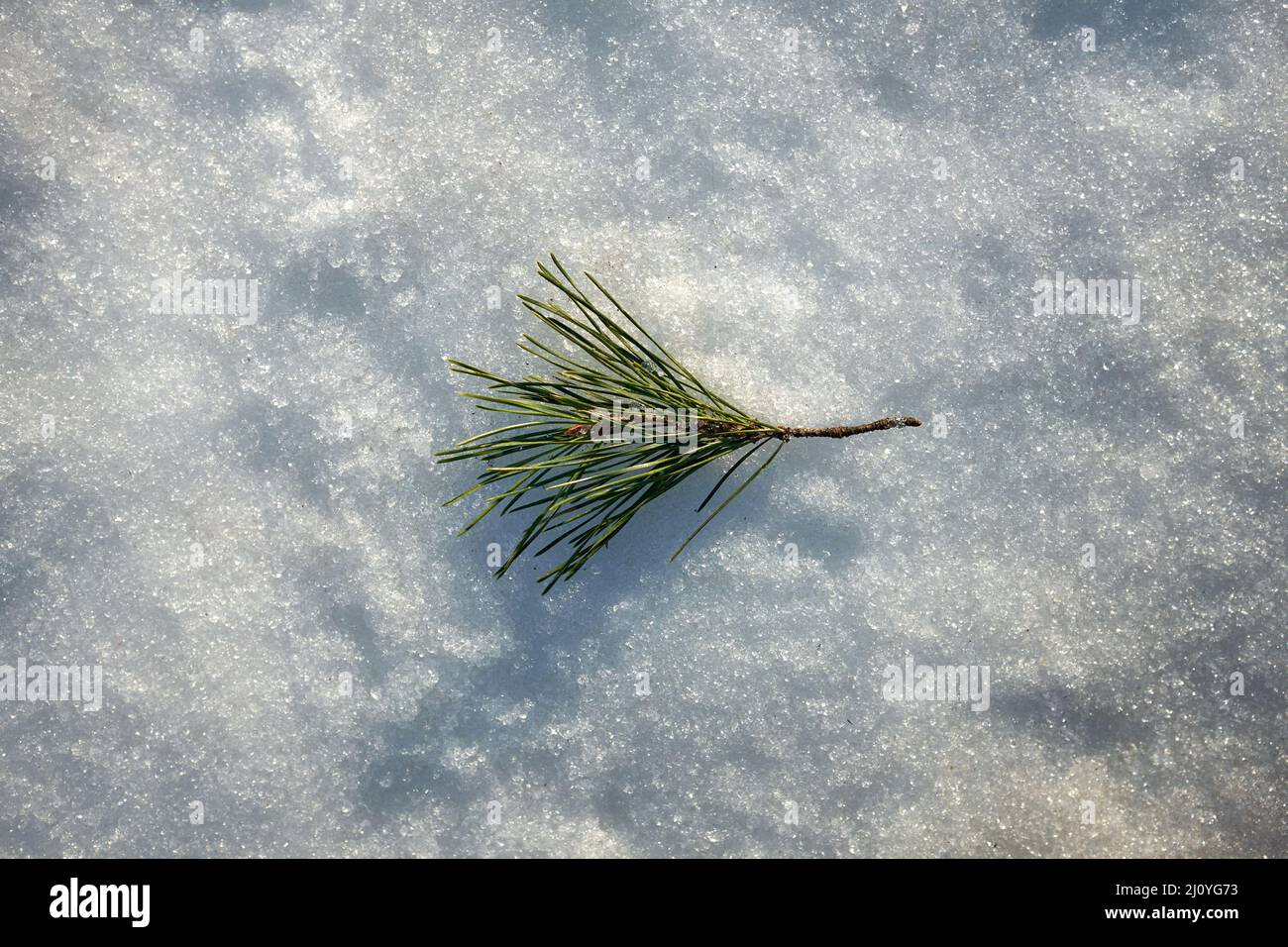 Kiefernzweig liegt auf glitzerndem Schnee. Winterlandschaft, Makro Stockfoto