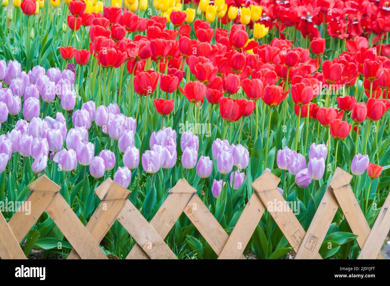 Tulpen in voller Blüte im frühen Frühjahr Stockfoto