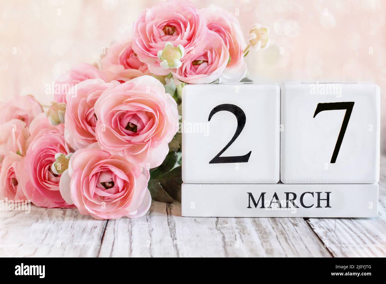 Weiße Holz-Kalenderblöcke mit dem Datum März 27. und rosa Ranunculus-Blumen über einem Holztisch. Selektiver Fokus mit unscharfem Hintergrund. Stockfoto