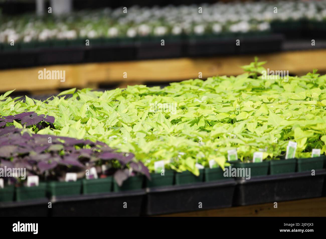 Abstrakt von lila und grünen Süßkartoffelreben, die in Töpfen in einer Gärtnerei wachsen. Die Chartreuse Pflanzen haben rote Kanten an ihren Blättern. Selektiver Fokus Stockfoto