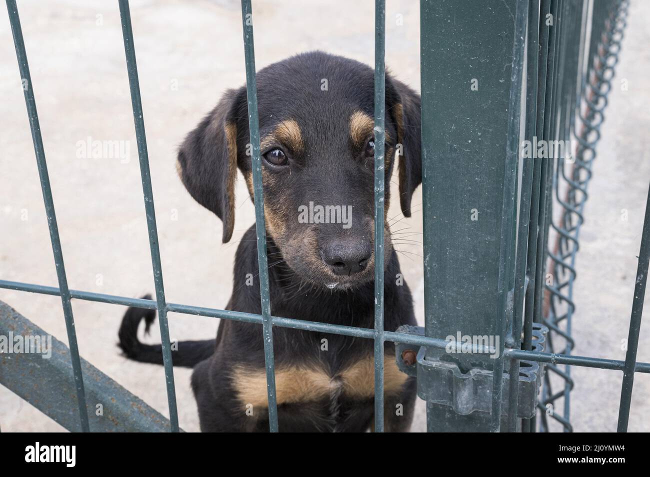 Niedliche Hund Zaun wartet angenommen werden. Hochwertige Fotos Stockfoto