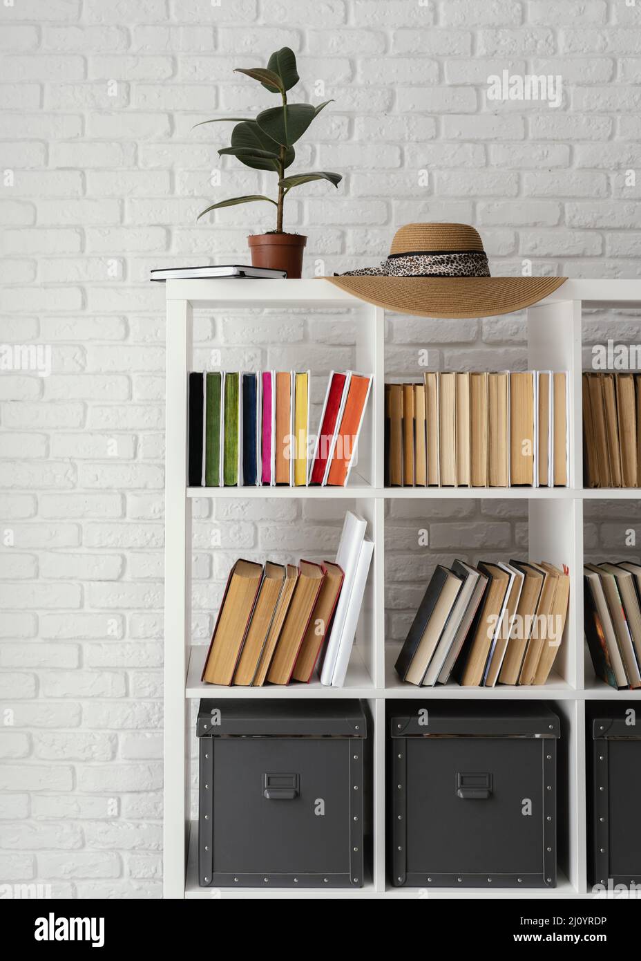 Bücherregal mit Pflanzenhut. Hochwertige Fotos Stockfoto