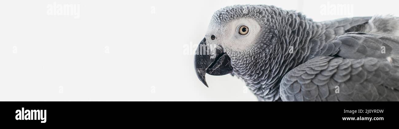 Bärtiger Mann streichelt niedlichen Vogel. Hochwertige Fotos Stockfoto