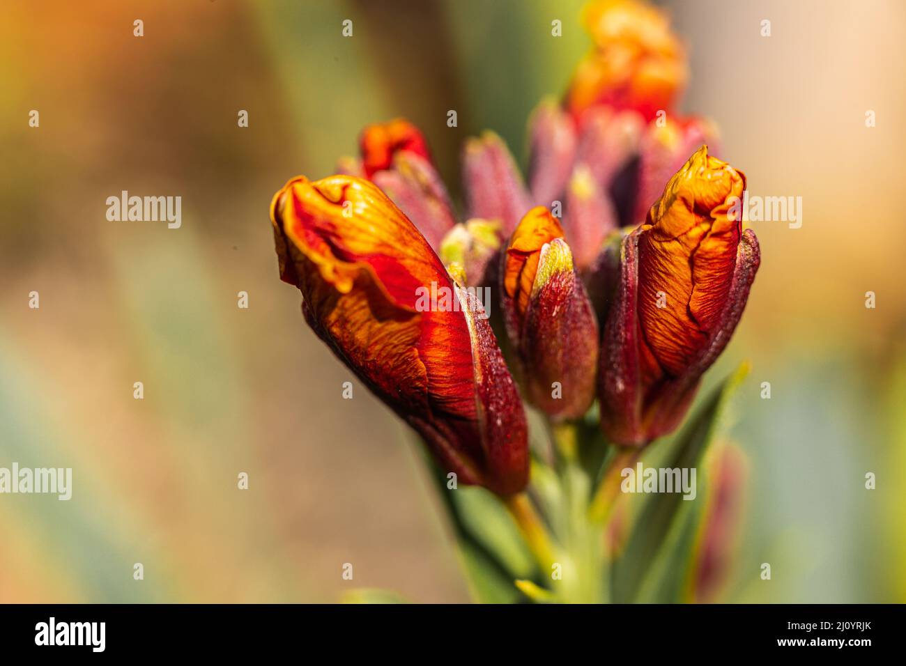 Erysimum - Wallflower Fire King bereit, in Farbe an einem Frühlingstag zu platzen Stockfoto