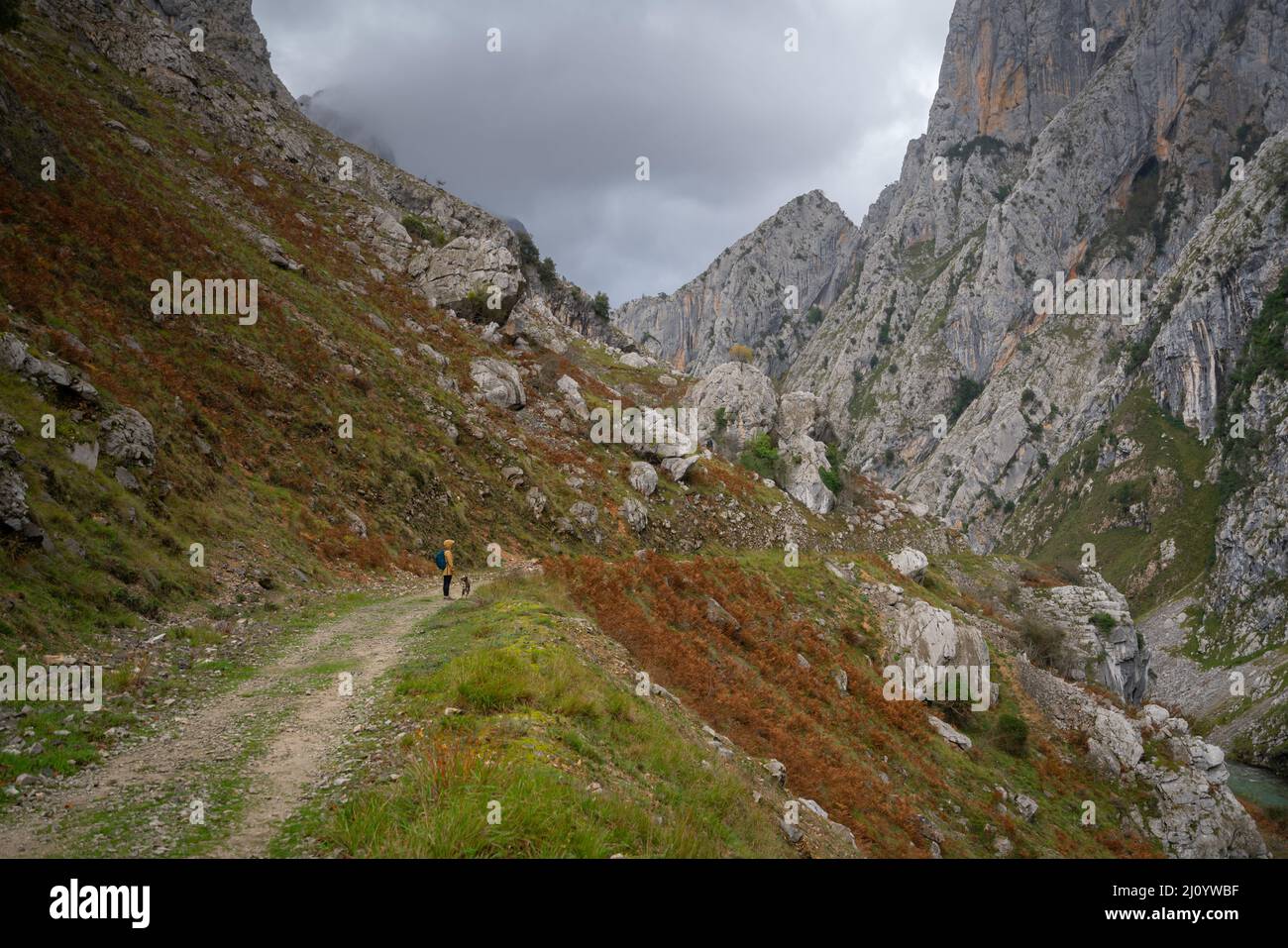 Frau mit gelber Jacke und Hund beim Wandern auf dem Ruta del Cares Trail im Nationalpark Picos de Europa, Spanien Stockfoto