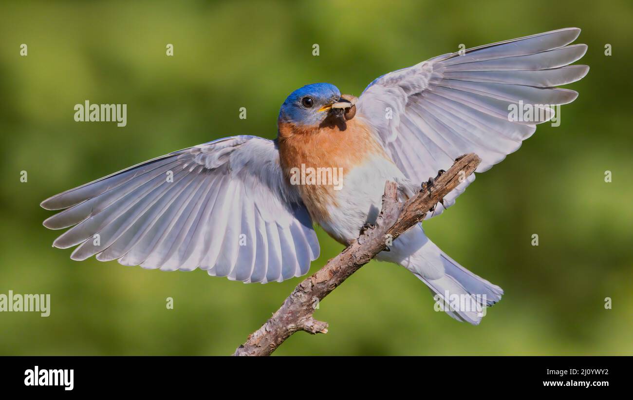 Ein männlicher Östlicher Bluebird wurde gefangen, als er in einem Ast landete. Stockfoto