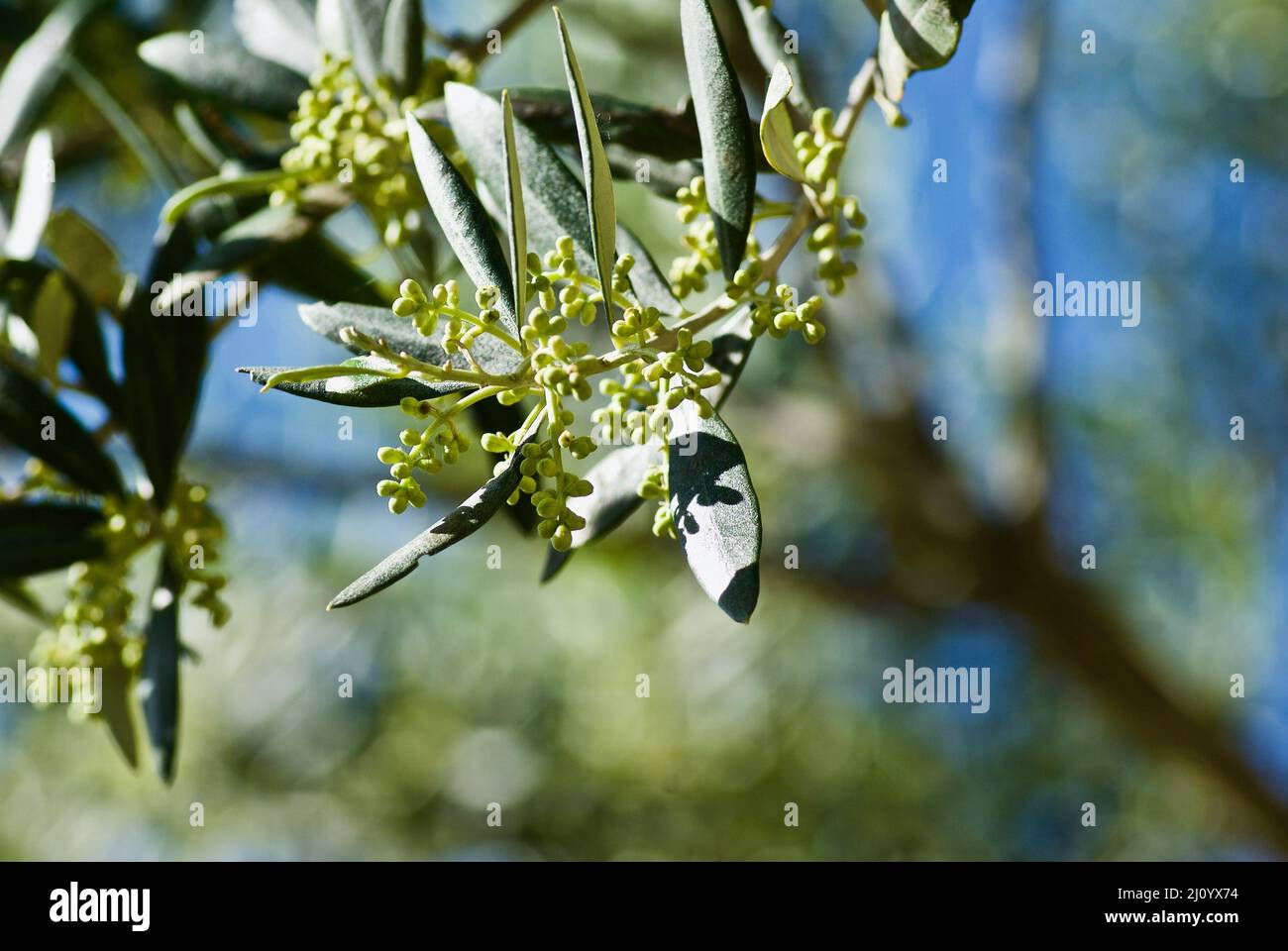 Zweig aus Olivenbaum mit grünen Blättern und unreifen Früchten im Sommer in Frankreich. Stockfoto