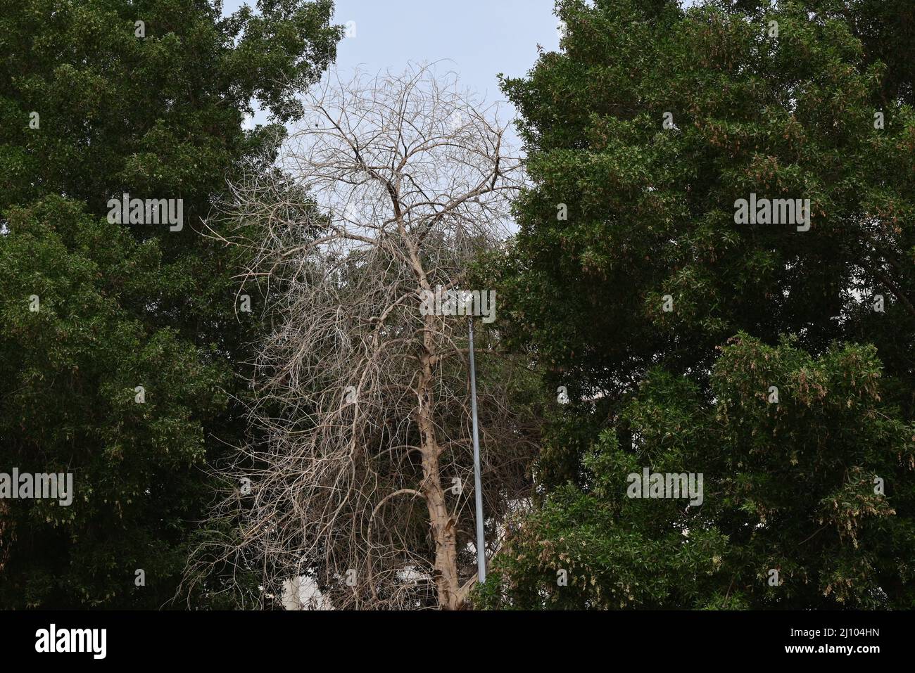 Bäume, Natur, Grün, schönes Bild Stockfoto