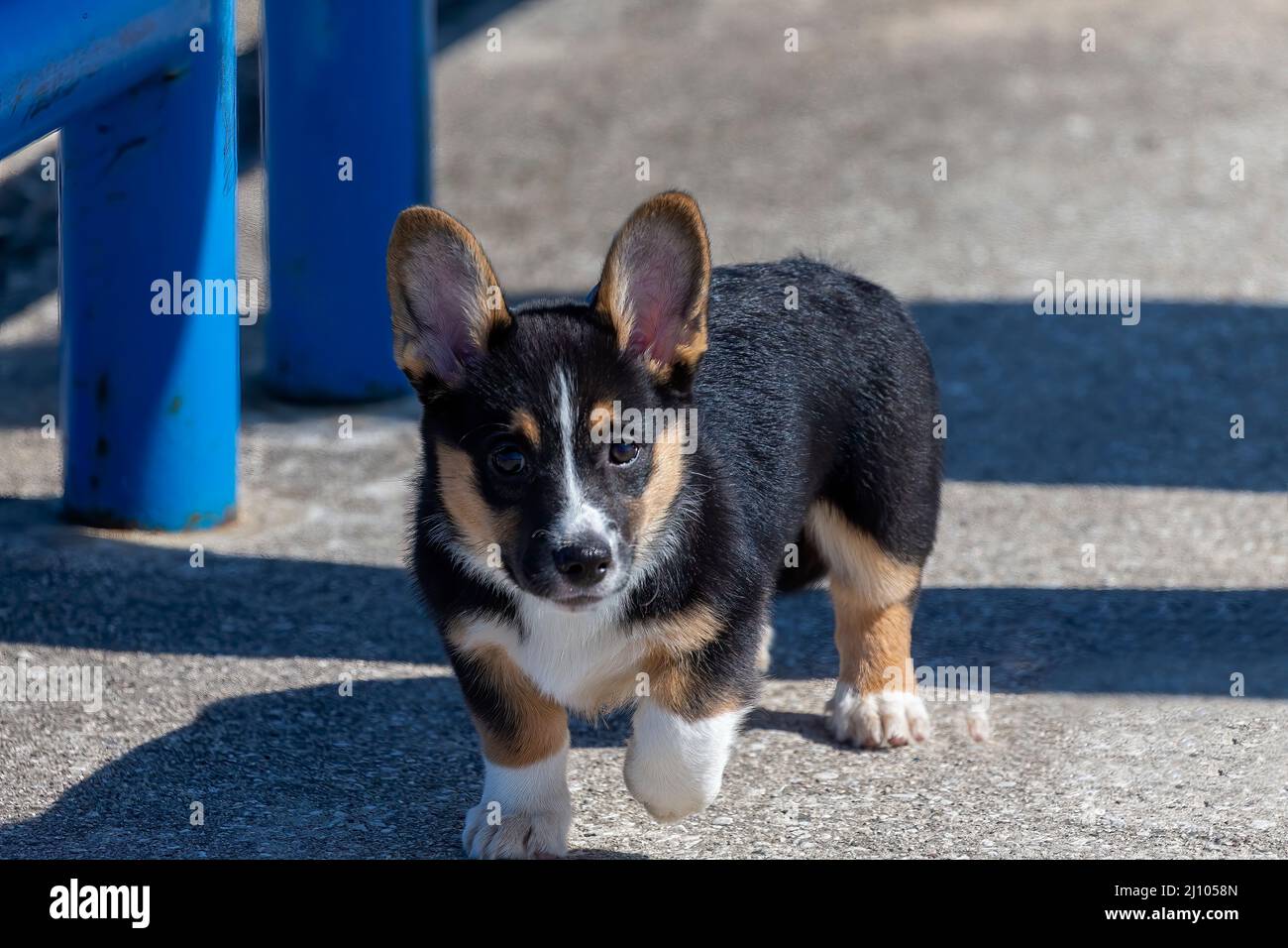 Dreifarbiger Pembroke Welsh Corgi - Welpe Stockfoto