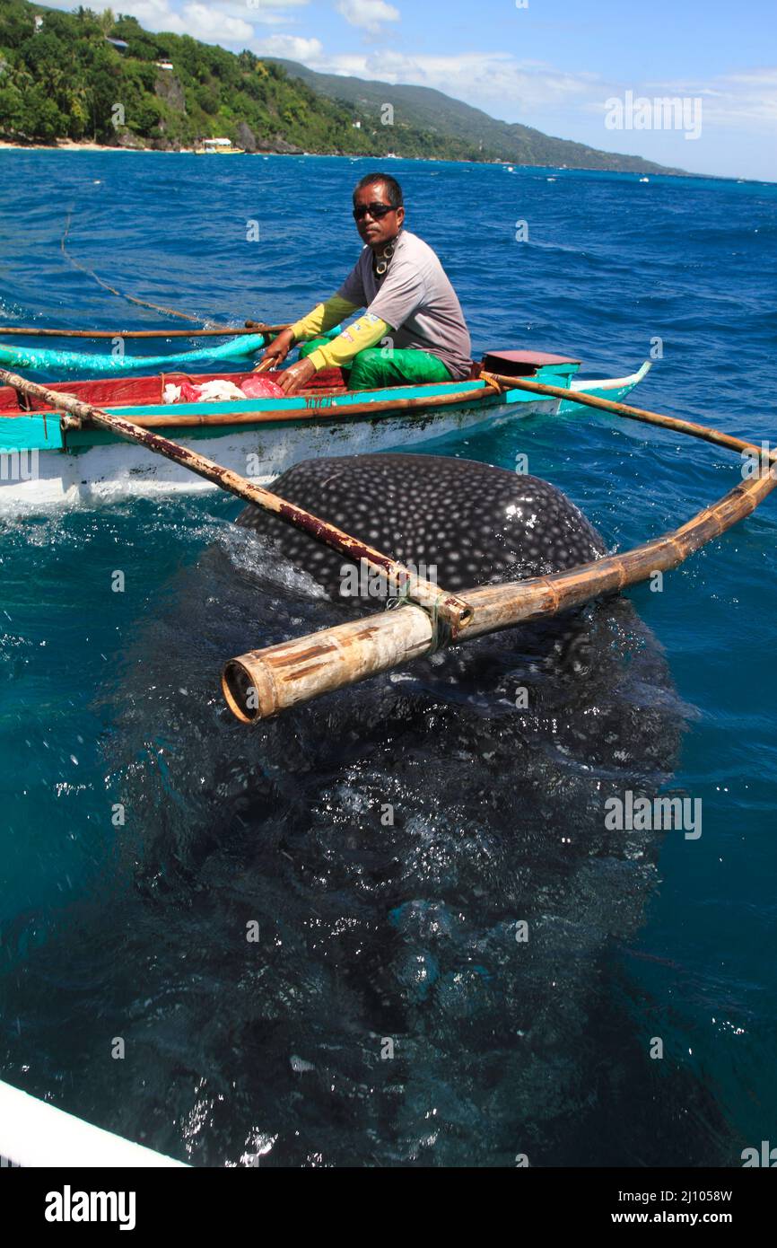 Fischermann füttert einen Walhai mit Krill Stockfoto