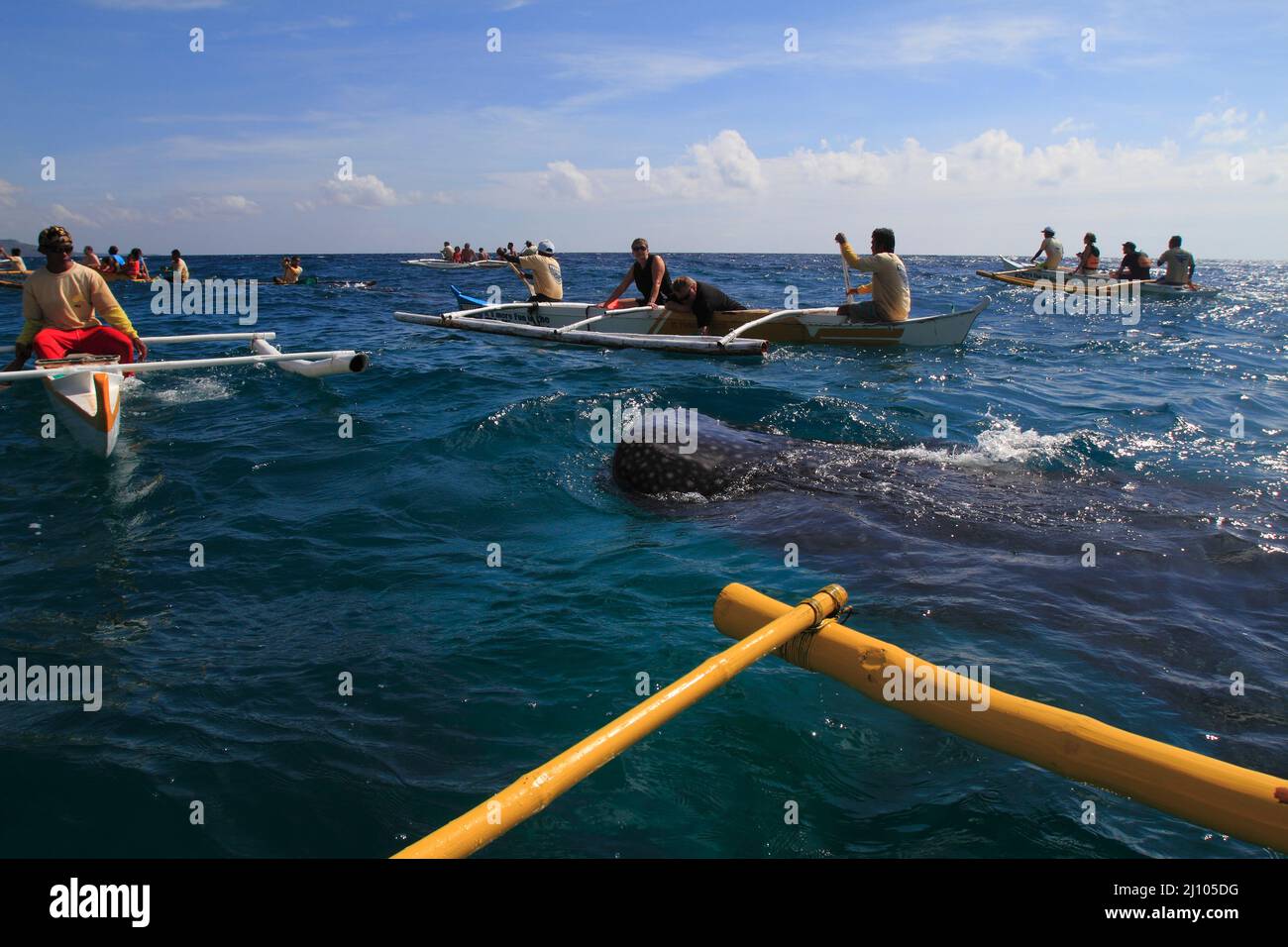 Fischermann füttert einen Walhai mit Krill Stockfoto