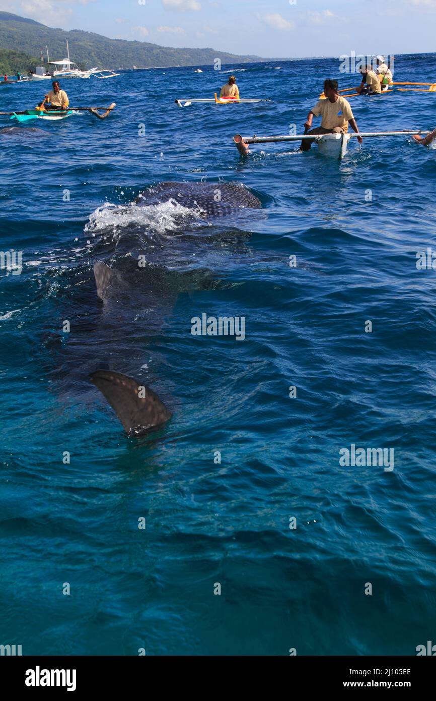 Fischermann füttert einen Walhai mit Krill Stockfoto