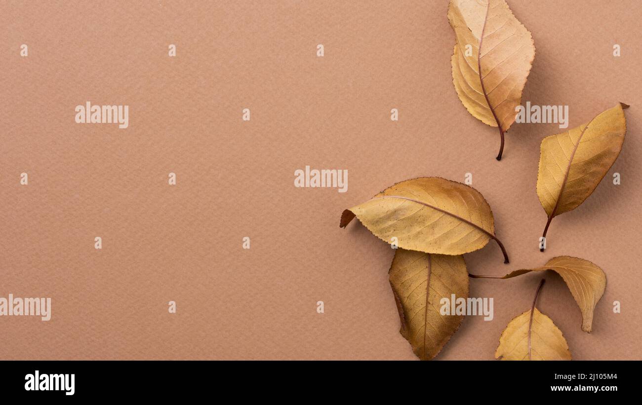 Einfarbige Stillleben Komposition mit Blättern Stockfoto