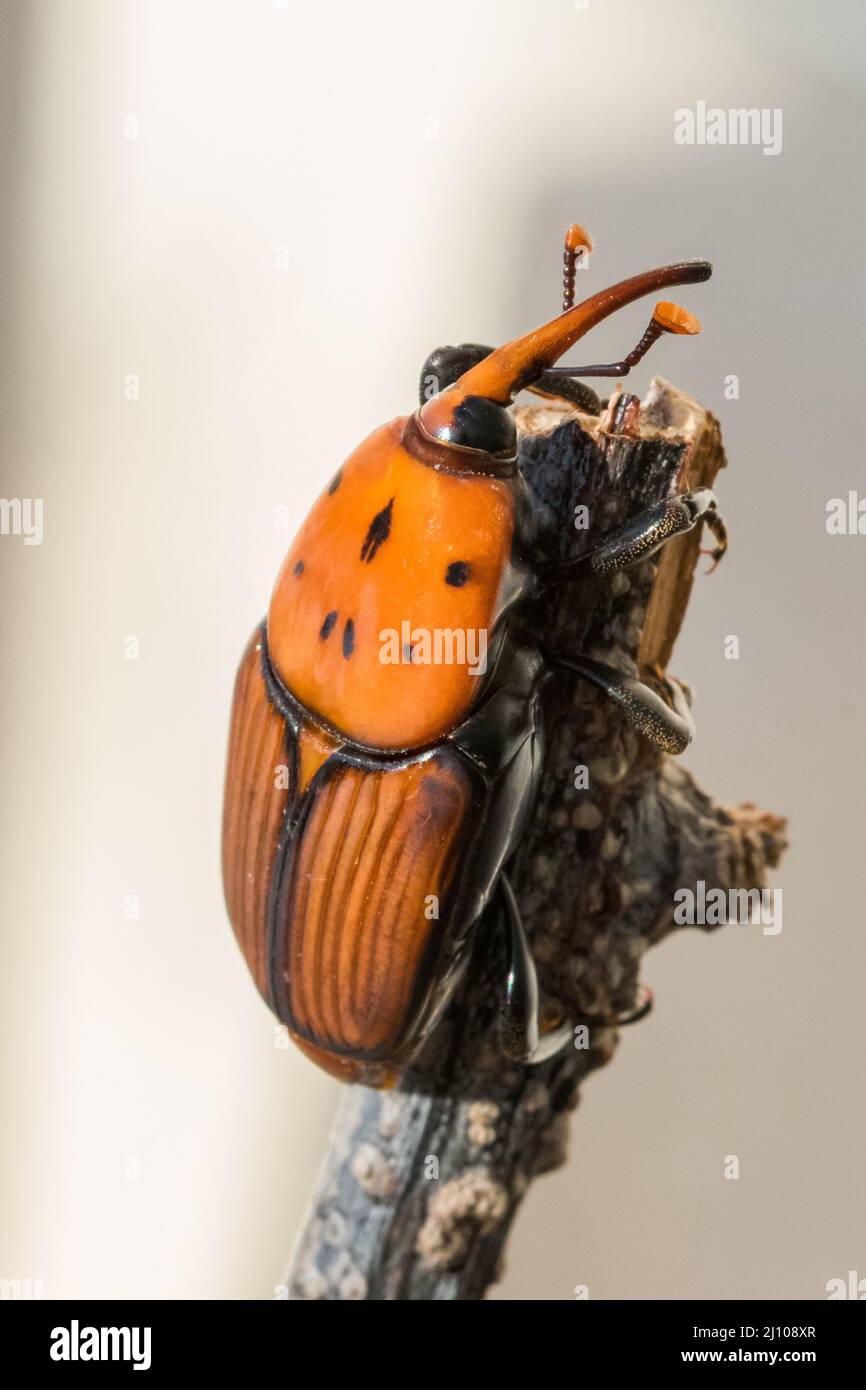 Ein roter Palmenkiefer, Rhynchophorus ferrugineus, ruht auf einem trockenen Zweig in einem Garten. Schädlingsinsektenarten Stockfoto
