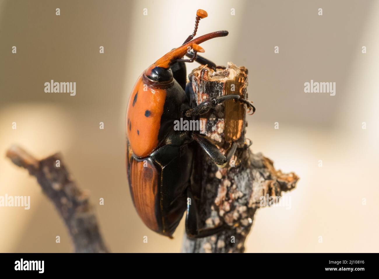 Ein roter Palmenkiefer, Rhynchophorus ferrugineus, ruht auf einem trockenen Zweig in einem Garten. Schädlingsinsektenarten Stockfoto