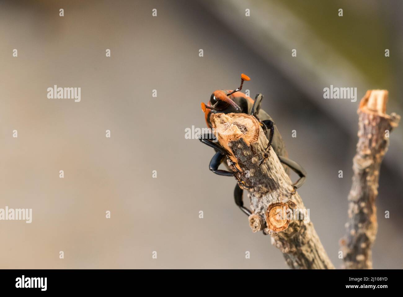 Ein roter Palmenkiefer, Rhynchophorus ferrugineus, ruht auf einem trockenen Zweig in einem Garten. Schädlingsinsektenarten Stockfoto
