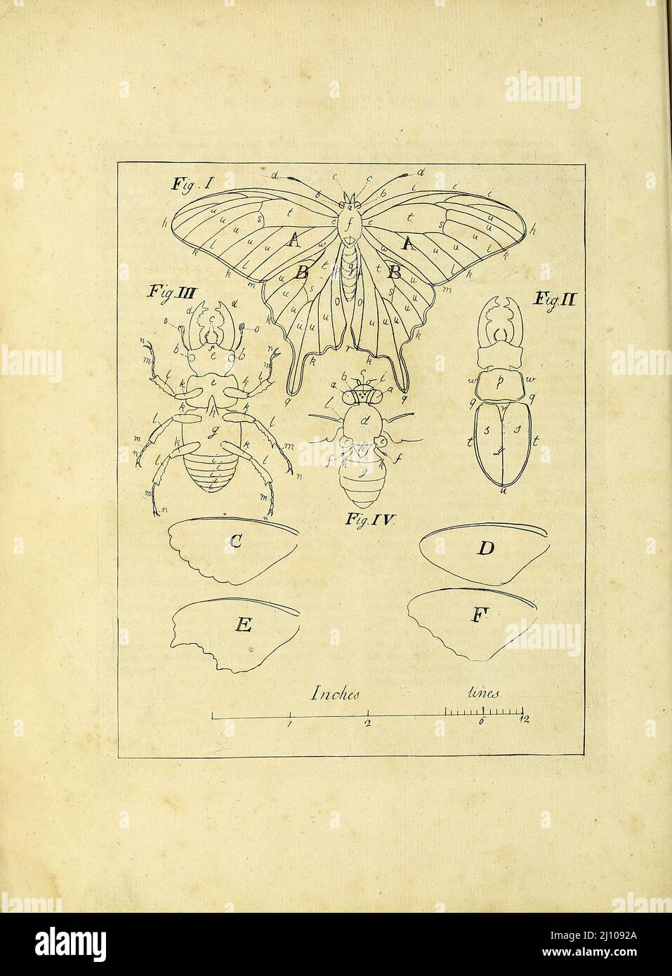 Insekten Teile aus dem Buch eine Exposition der englischen Insekten : einschließlich der verschiedenen Klassen von Neuroptera, Hymenoptera, & Diptera, oder Bienen, Fliegen, & Libellulae : Ausstellung auf 51 Kupferplatten in der Nähe von 500 Figuren, akkurat gezeichnet und in den Farben hochveredelt, aus der Natur : das ganze minutiös beschrieben, angeordnet und benannt, nach dem Linneanischen System, mit Anmerkungen : die Figuren einer großen Anzahl von Motten, die nicht in der Aurelianischen Sammlung sind : Früher vom gleichen Autor veröffentlicht und eine Platte mit einer Erklärung der Farben, sind ebenfalls in der Arbeit von Moses Harris, 1730 - 1788, Autor und illu Stockfoto