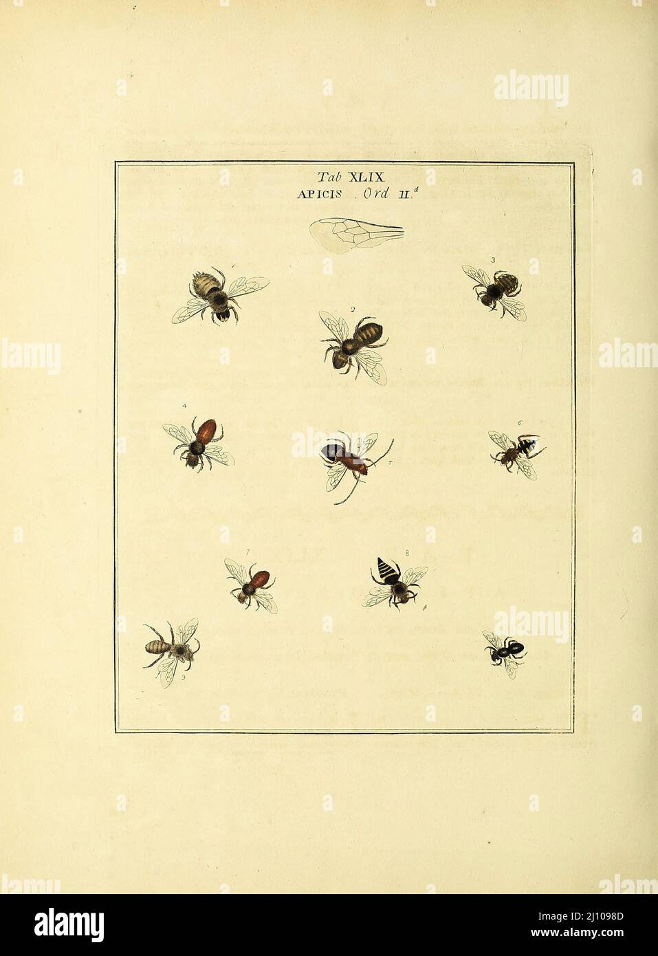 Apicis aus dem Buch eine Exposition der englischen Insekten : einschließlich der verschiedenen Klassen von Neuroptera, Hymenoptera, & Diptera, oder Bienen, Fliegen, & Libellulae : Ausstellung auf 51 Kupferplatten in der Nähe von 500 Figuren, akkurat gezeichnet und in den Farben hochveredelt, aus der Natur : das ganze minutiös beschrieben, angeordnet und benannt, nach dem Linneanischen System, mit Anmerkungen : die Figuren einer großen Anzahl von Motten, die nicht in der Aurelianischen Sammlung sind : Früher vom gleichen Autor veröffentlicht und eine Platte mit einer Erklärung der Farben, sind ebenfalls in der Arbeit von Moses Harris, 1730 - 1788, Autor und Illustrator Stockfoto