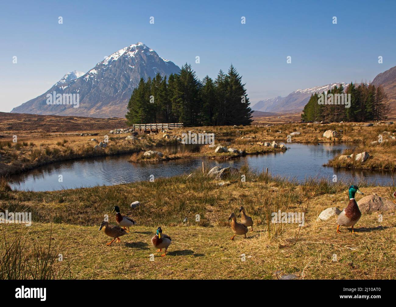 Glencoe, Highlands, Schottland, Großbritannien. 21.. März 2022. Quacking gute Aussicht für diese Mallard Ducks im Kings House Hotel Zierteiche. Die Temperatur begann bei 3 Grad und stieg bis zur Mittagszeit auf 11 Grad an. Im Bild: Mallard duckt um den Teich des Kings House Hotels mit Buachaille Etive Mor im Hintergrund Credit: Archwhite/alamy Live News. Stockfoto