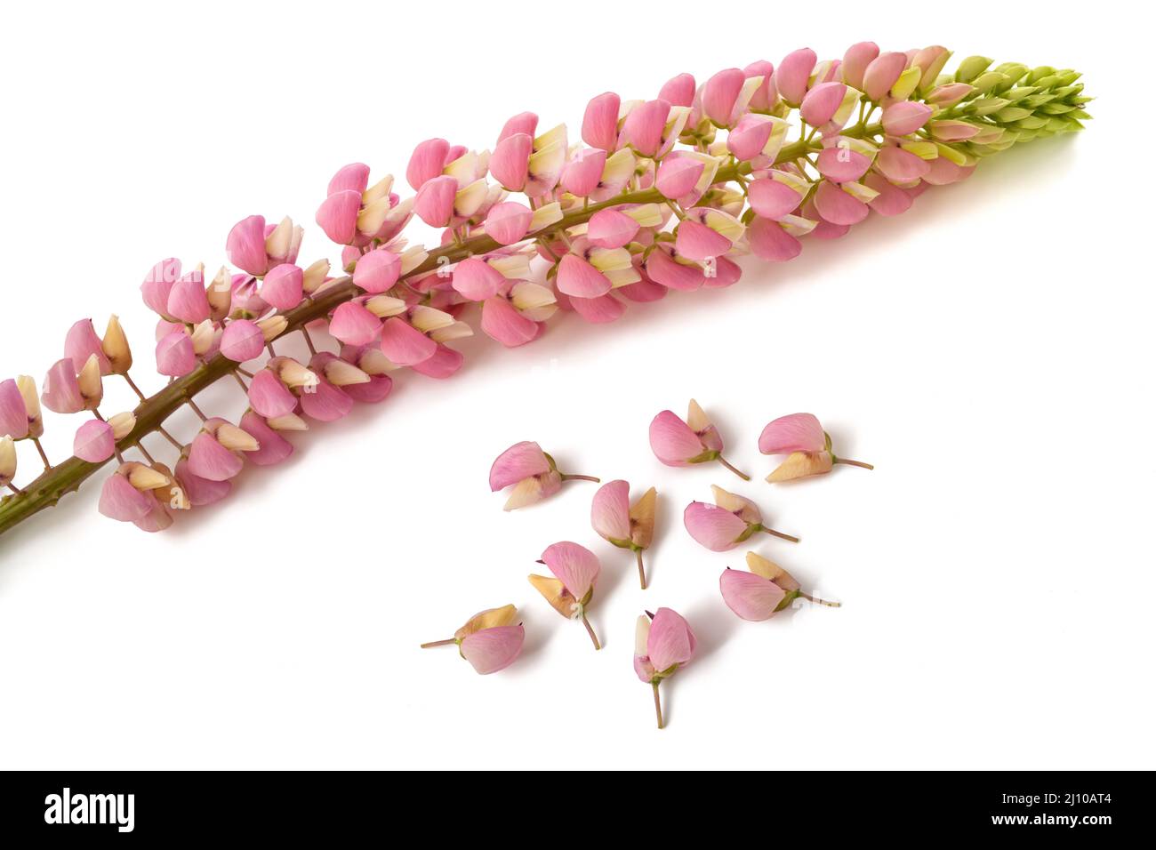 Rosa Lupine Blüten isoliert auf weißem Hintergrund Stockfoto