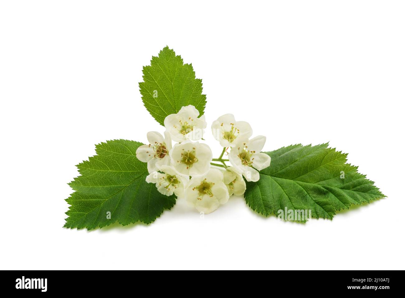 Breitblättriger Weißstrahl, isoliert auf weißem Hintergrund Stockfoto