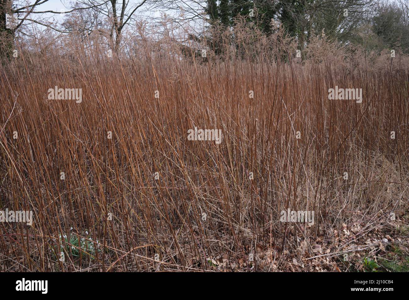 Ein Schilfschwamm, der am Ufer des Flusses Ure in Masham wächst Stockfoto