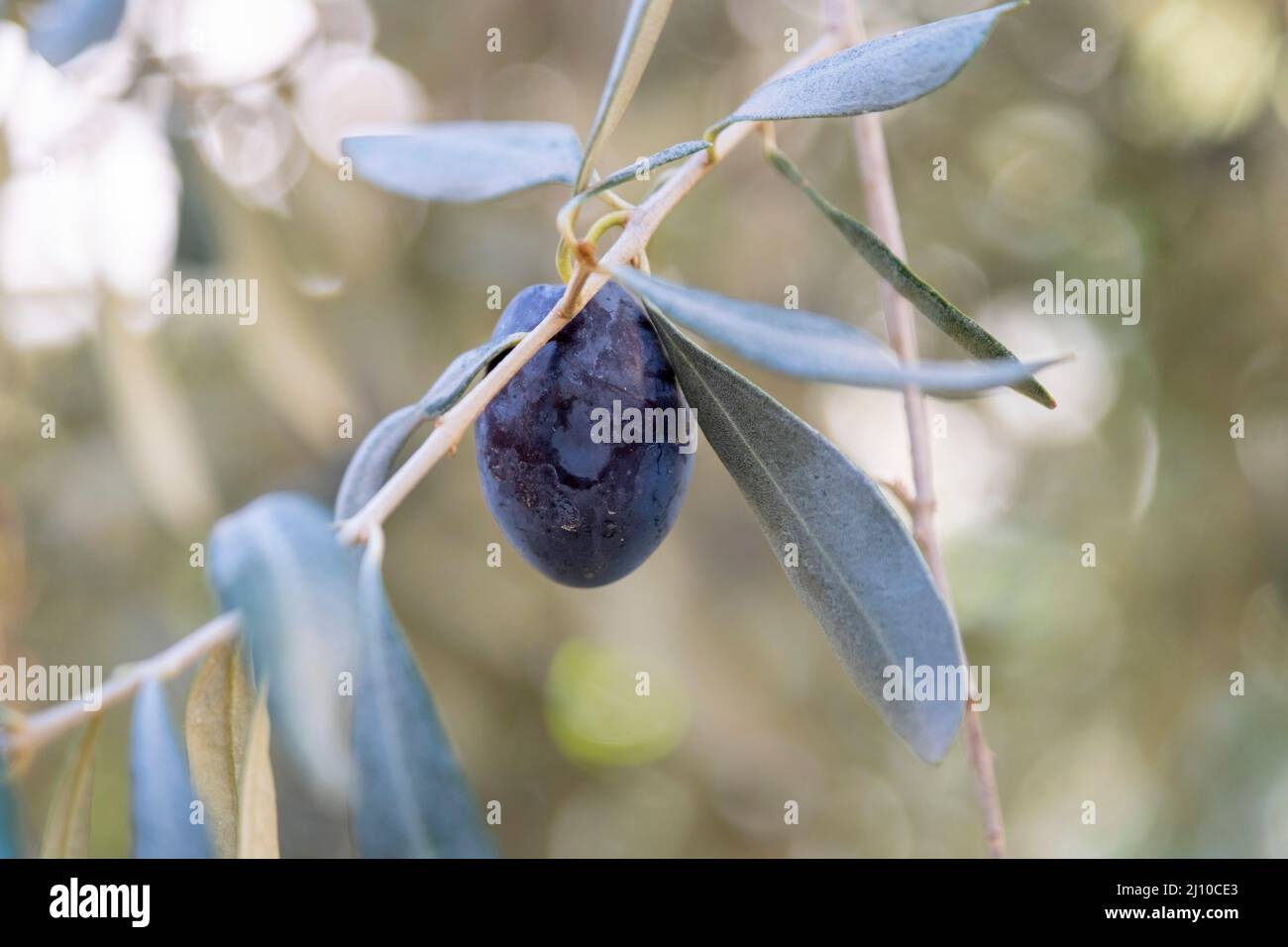 Eine schwarze Olive hängt an einem Ast. Landscape Harvest bereit, extra natives Olivenöl zu machen. Hochwertige Fotos. Selektiver Fuß. Zweig mit Blättern Stockfoto