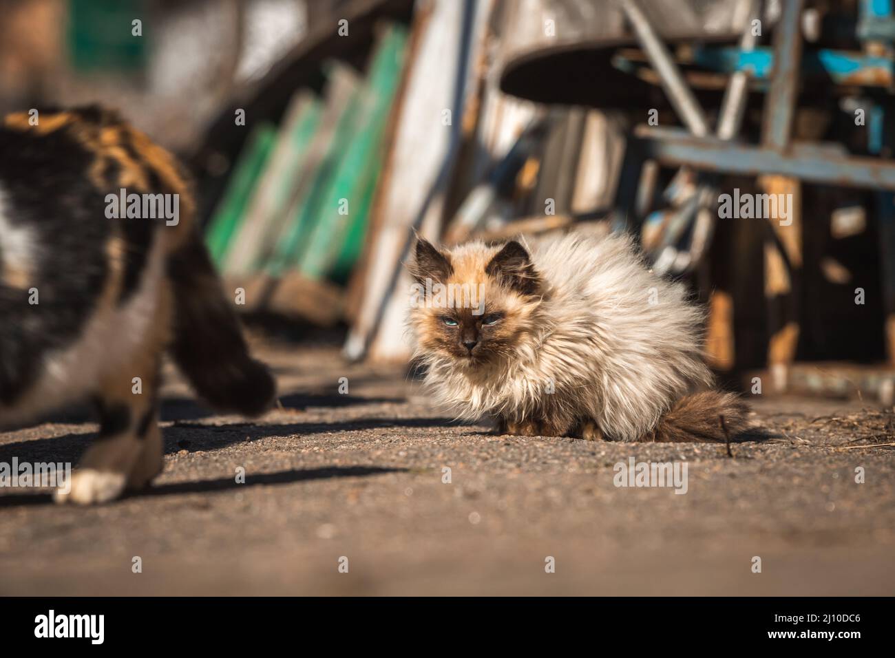 Heimatlose Kätzchen auf der Straße. Hungrige und arme Tiere ohne Heimkonzept Stockfoto