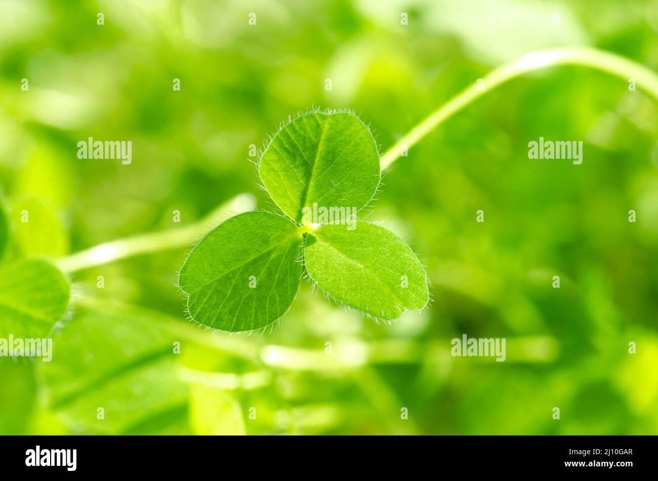 Rote Kleeblätter von oben, Nahaufnahme. Junges Trifoliat, Blätter mit drei Blättchen, von Trifolium pratense. Grüne Jungpflanzen, Mikrogrün. Stockfoto