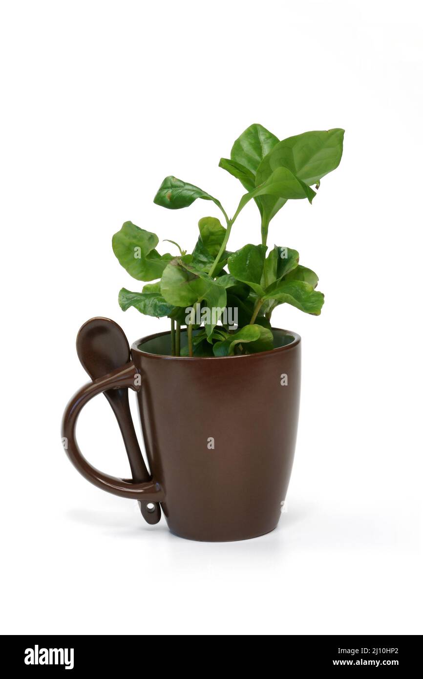 Kaffeebohnenpflanzen wachsen drinnen. Der grüne Keimling auf einem weißen Hintergrund, der in einen Topf gepflanzt und in einem dekorativen Stil braune Kaffeetasse gelegt. Stockfoto Kaffeebohnenpflanzen wachsen drinnen. Der grüne Keimling auf einem weißen Hintergrund, der in einen Topf gepflanzt und in einem dekorativen Stil braune Kaffeetasse gelegt. Stockfoto