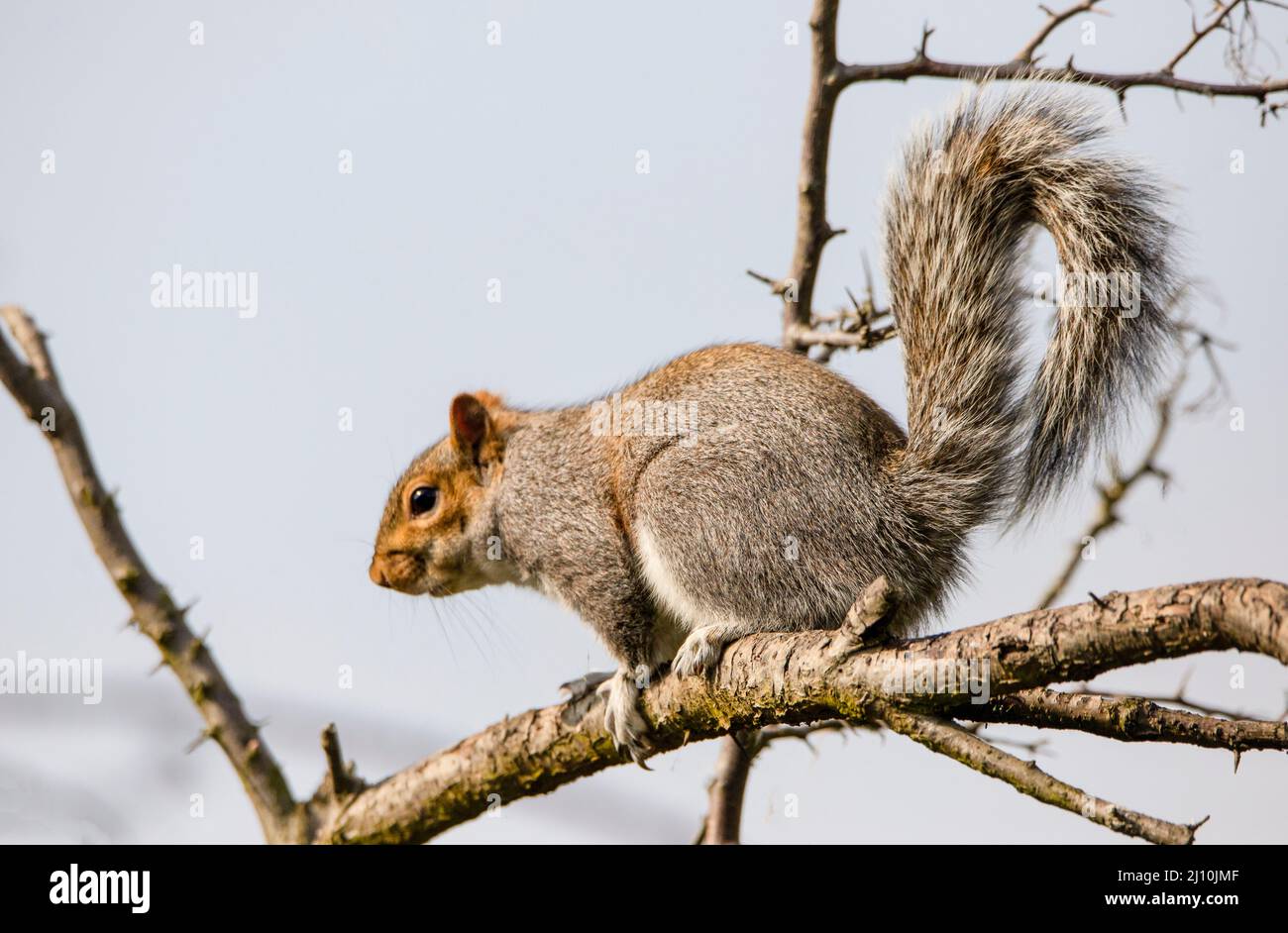 Eastern Grey Squirrel, Bedfordshire, Großbritannien, Frühjahr 2022 Stockfoto