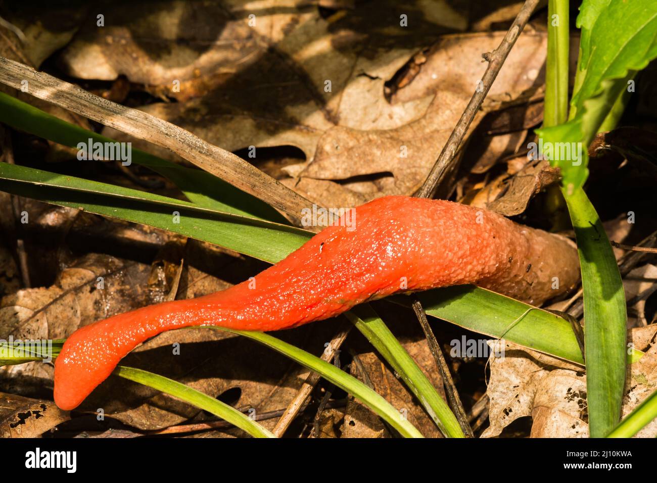 Roter Stinkhorn-Pilz Stockfoto