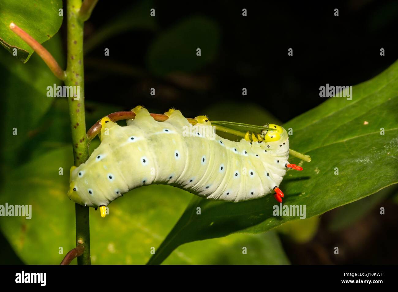 Promethea Silkmoth Caterpillar - Callosamia promethea Stockfoto