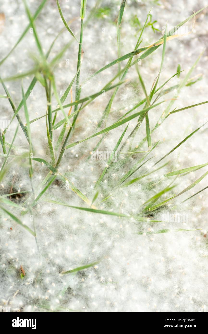 Pappelflaum auf der Straße. Gras in Pappelflaum, Nahaufnahme. Flauschige Flusensamen. Reproduktion von Bäumen. Allergie gegen blühende Bäume und Pflanzen. Stockfoto