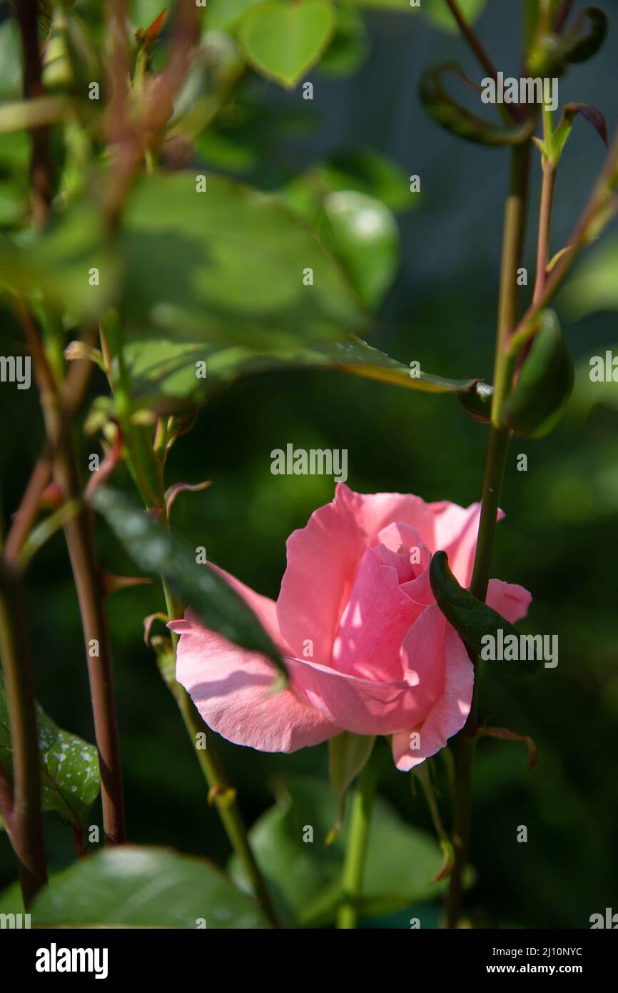 Schöne blühende rosa Rose im Garten vor dem Hintergrund der grünen Blätter. Die Schönheit der Natur. Selektiver Fokus, Nahaufnahme. Stockfoto