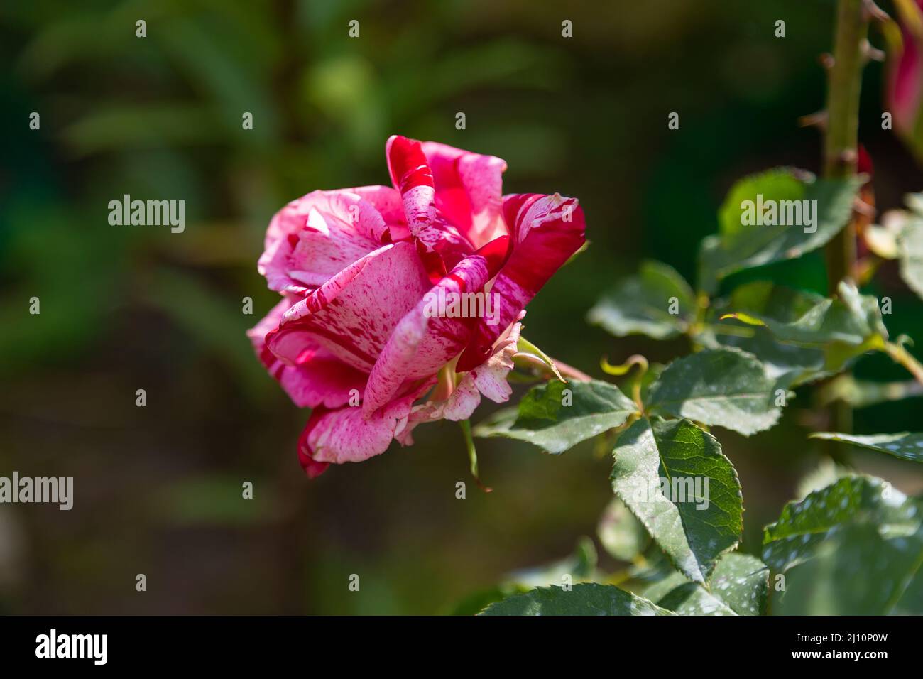 Schöne blühende rosa Rose im Garten vor dem Hintergrund der grünen Blätter. Die Schönheit der Natur. Selektiver Fokus, Nahaufnahme. Stockfoto