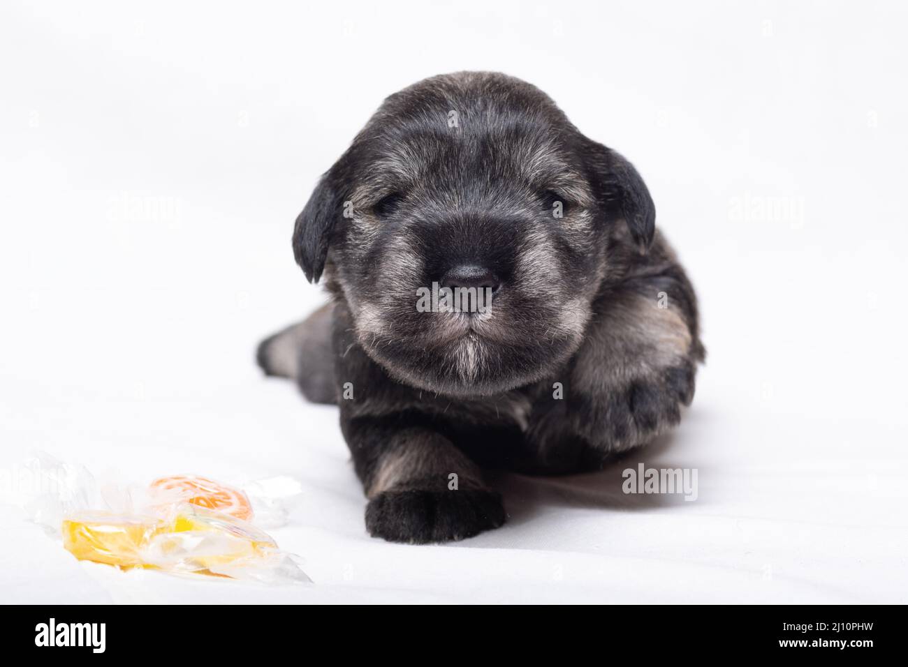 Der kleine neugeborene Welpe lernt zu gehen. Ein kleiner schwarzer Miniatur-Schnauzer-Welpe kriecht auf einer weißen Decke. Tierpflege. Nationaler Tag Der Welpen Stockfoto