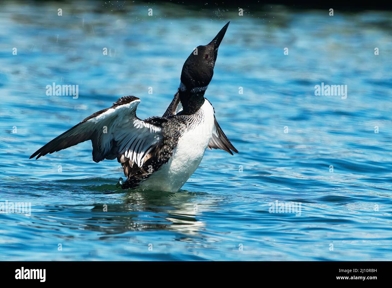 Gewöhnlicher Loon im Flug Stockfoto