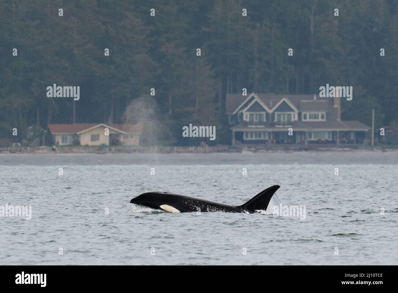 Transient Orca T099, Bella, Reisen in Penn Cove Whidbey Island Stockfoto