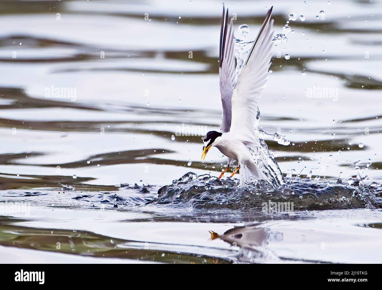 Am wenigsten Seeschwalbe mit Fang nach dem Tauchgang Stockfoto