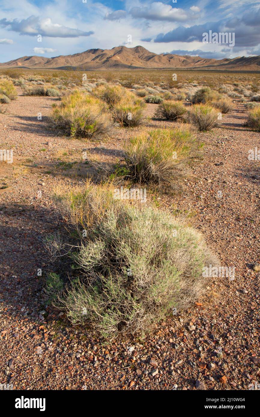 Wüste flach zu den Black Mountains, Death Valley National Park, Kalifornien Stockfoto