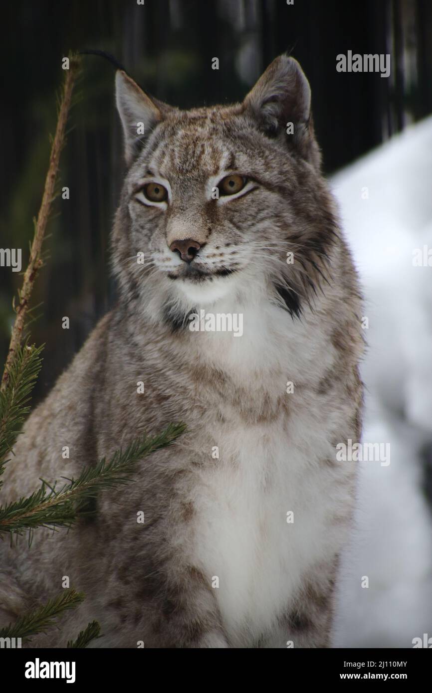 Nahaufnahme des Rotluchs im Zoo Stockfoto