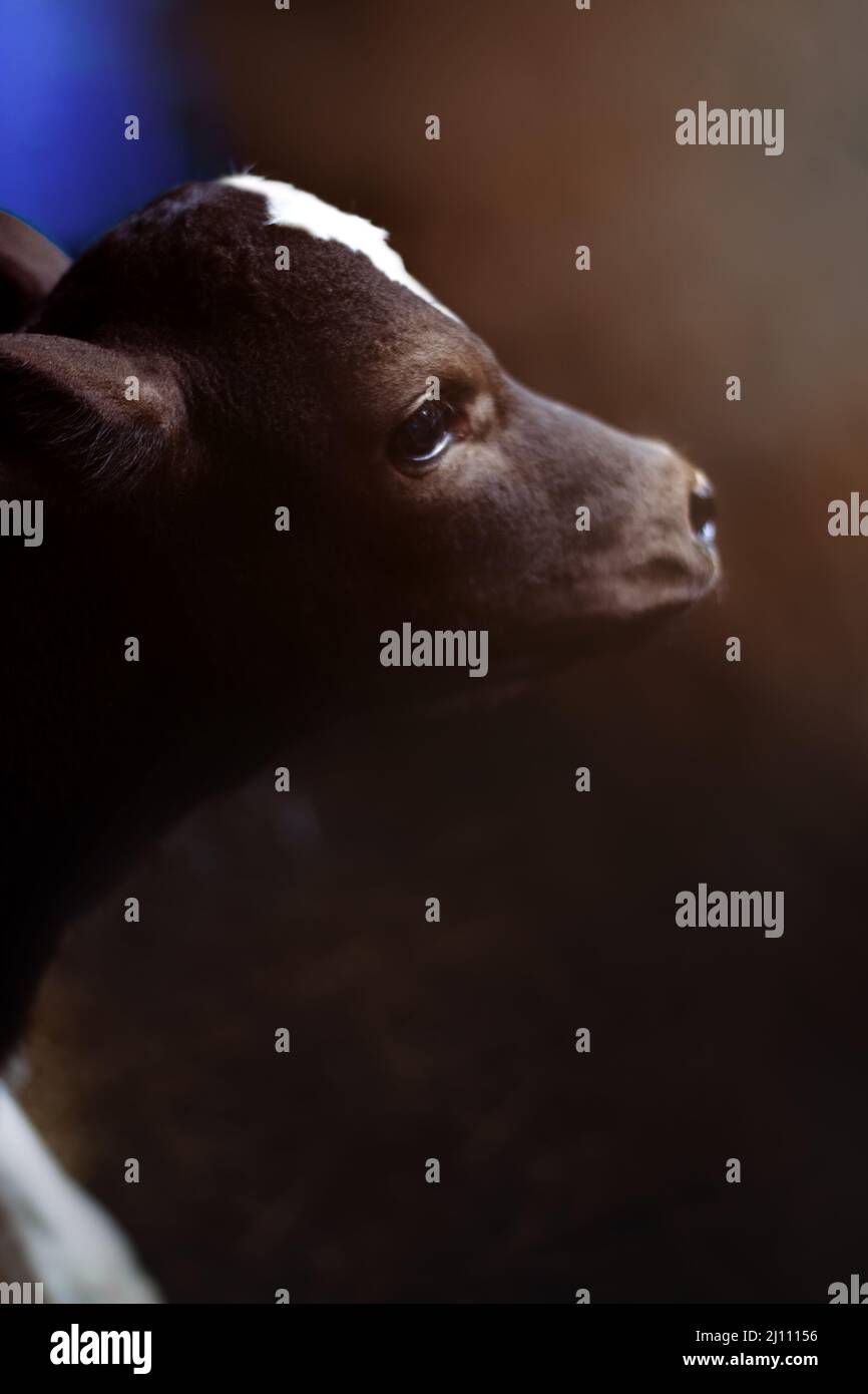 Neugeborene Kuh. Junge, braun-weiße Milchkälber auf dem Bauernhof auf dunklem Hintergrund. Stockfoto