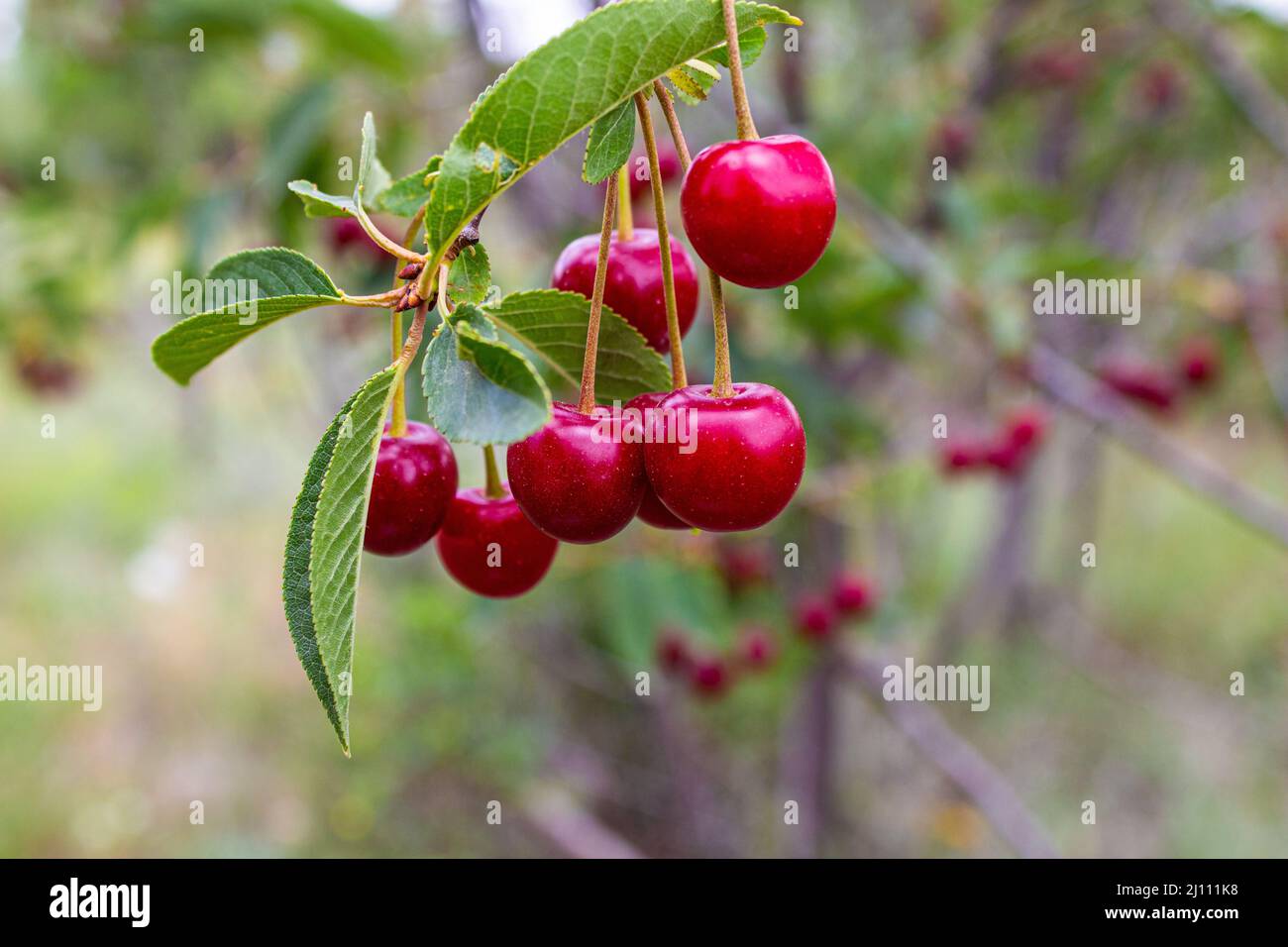 Saure Kirschbeeren hängen am Ast. Sauerkirsche im Obstgarten. Foto des Konzepts Landwirtschaft und Obsternte. Stockfoto