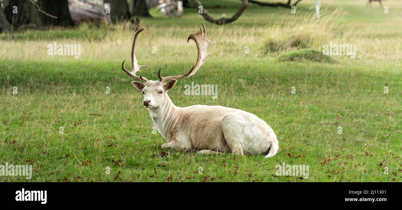 Nahaufnahme eines Hirsches, der im Herbst auf Gras liegt, Großbritannien Stockfoto